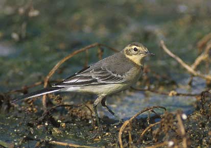Citrine Wagtail (Motacilla citreola) photo image
