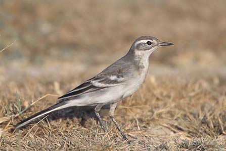 Citrine Wagtail (Motacilla citreola) photo image