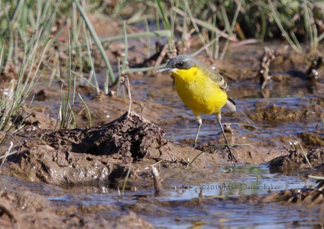 Eastern Yellow Wagtail (Motacilla tschutschensis) photo image