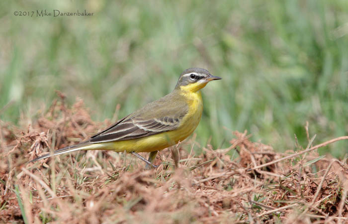 Eastern Yellow Wagtail (Motacilla tschutschensis) photo