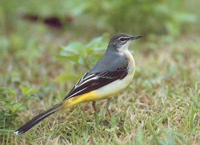 Grey Wagtail (Motacilla cinerea) photo image