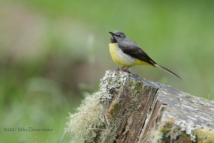 Grey Wagtail (Motacilla cinerea) photo