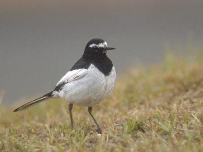 Japanese Wagtail