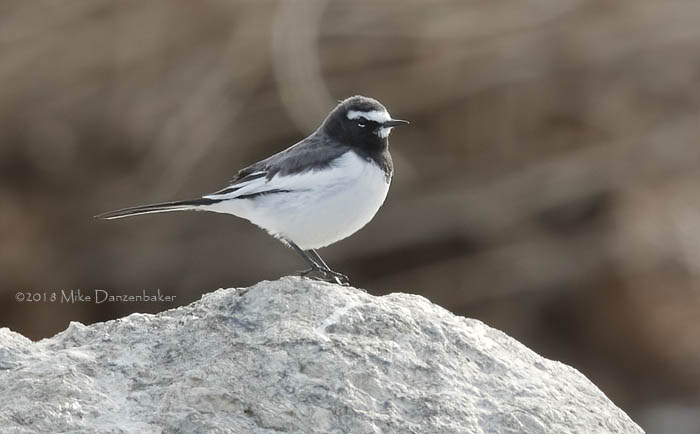Japanese Wagtail (Motacilla grandis) photo