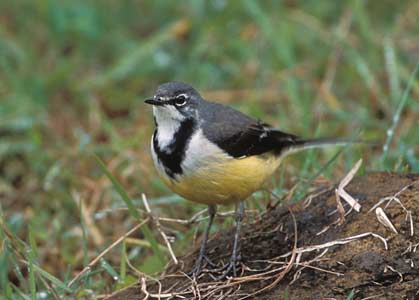 Madagascar Wagtail (Motacilla flaviventris) photo image