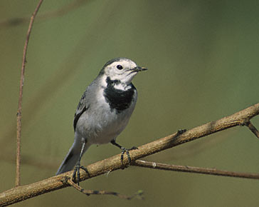 White Wagtail (Motacilla alba) photo image