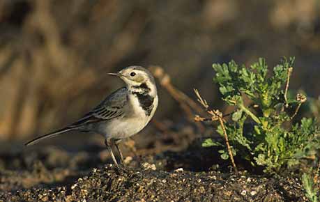 White Wagtail (Motacilla alba) photo image