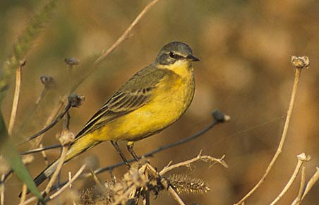 Western Yellow Wagtail (Motacilla flava) photo image