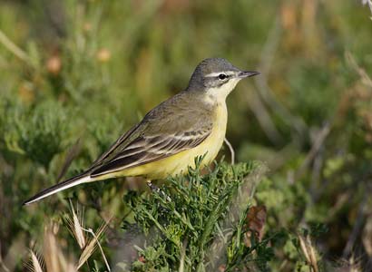 Yellow Wagtail (Motacilla flava) photo