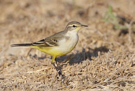 Western Yellow Wagtail (Motacilla flava) photo image