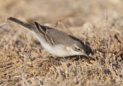 Western Yellow Wagtail (Motacilla flava) photo image