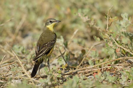 Western Yellow Wagtail (Motacilla flava) photo image