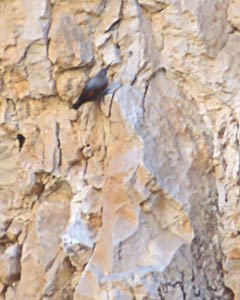 Wallcreeper (Tichodroma muraria) photo image