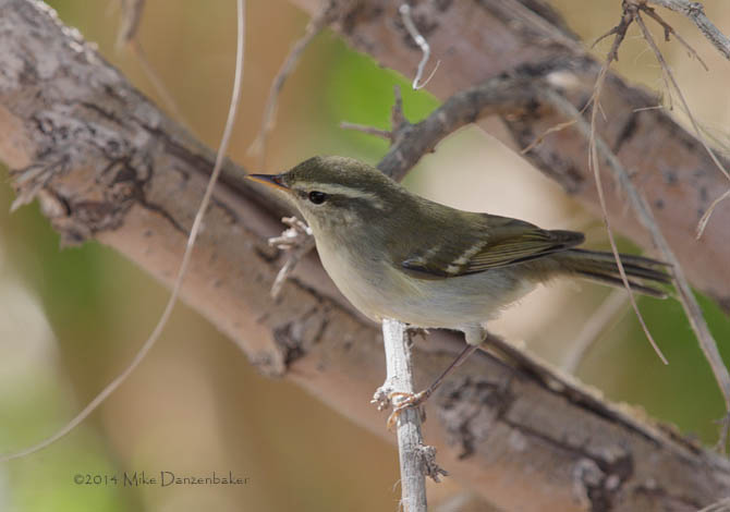 Two-barred Warbler (Phylloscopus plumbeitarsus) photo