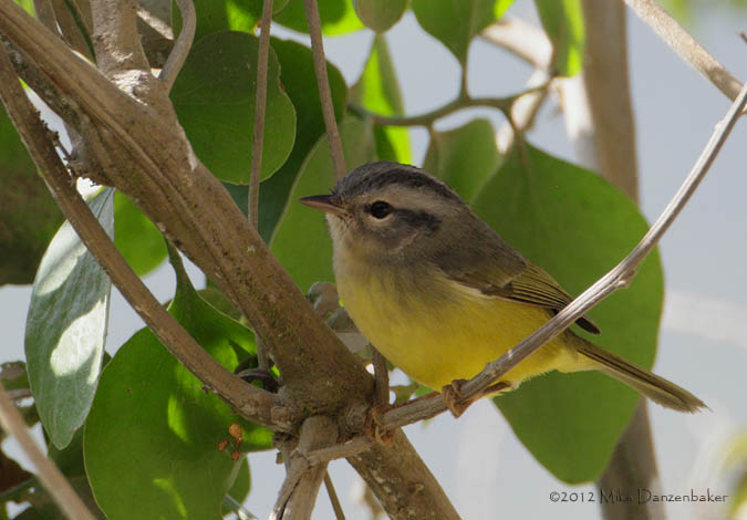 Three-banded Warbler (Basileuterus trifasciatus) photo