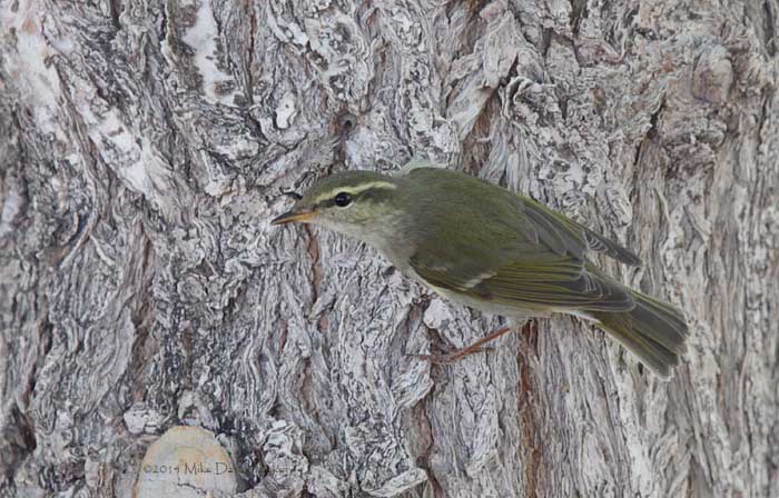 Arctic Warbler (Phylloscopus borealis) photo