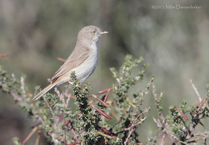 Asian Desert Warbler (Sylvia nana) photo