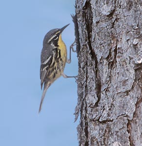 Bahama Warbler (Dendroica flavescens) photo image