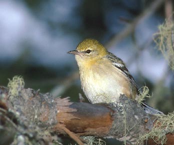 Bay-breasted Warbler (Dendroica castanea) photo image