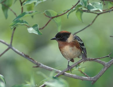 Bay-breasted Warbler (Dendroica castanea) photo image