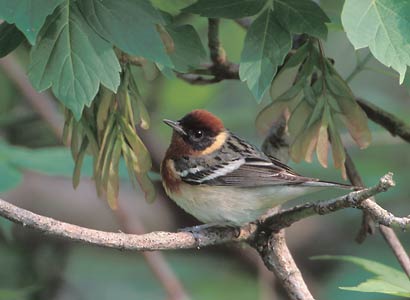 Bay-breasted Warbler (Dendroica castanea) photo image