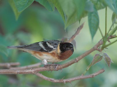 Bay-breasted Warbler (Dendroica castanea) photo image