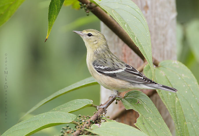 Bay-breasted Warbler (Dendroica castanea) photo image