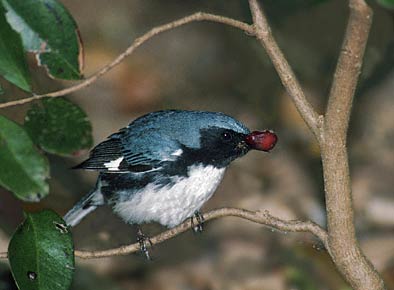 Black-throated Blue Warbler (Dendroica caerulescens) photo image