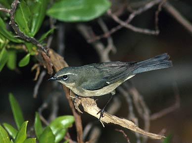 Black-throated Blue Warbler (Dendroica caerulescens) photo image