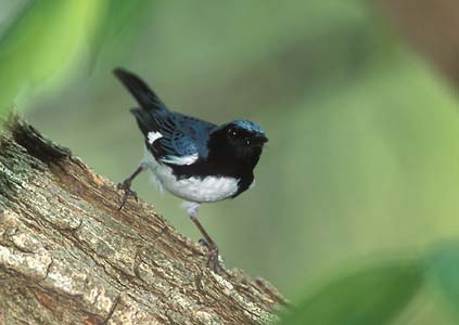 Black-throated Blue Warbler (Dendroica caerulescens) photo image