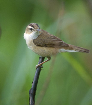 Black-browed Reed Warbler (Acrocephalus bistrigiceps) photo image