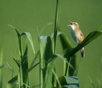 Black-browed Reed Warbler (Acrocephalus bistrigiceps) photo image