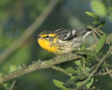 Blackburnian Warbler (Dendroica fusca) photo image