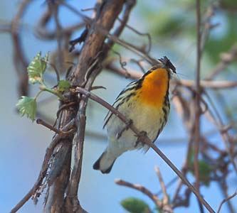 Blackburnian Warbler (Dendroica fusca) photo image