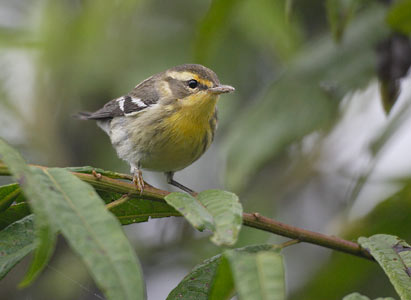 Blackburnian Warbler (Dendroica fusca) photo image