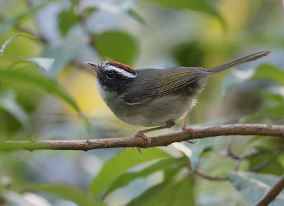 Black-cheeked Warbler (Basileuterus melanogenys) photo