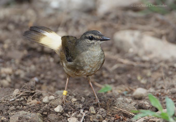 Buff-rumped Warbler (Phaeothlypis fulvicauda) photo