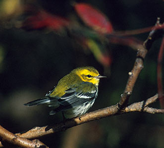 Black-throated Green Warbler (Dendroica virens) photo image