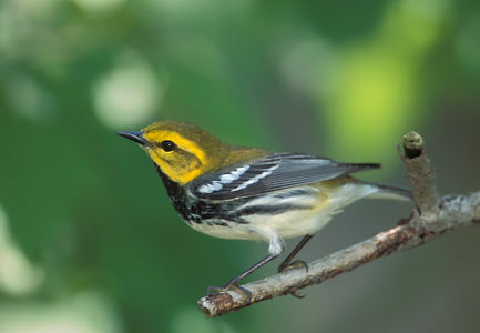 Black-throated Green Warbler (Dendroica virens) photo image