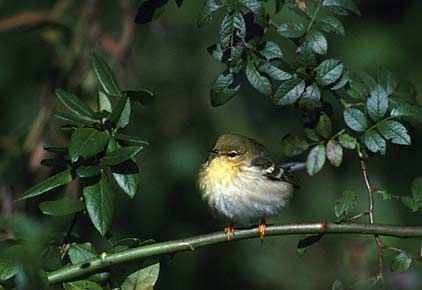 Blackpoll Warbler (Dendroica striata) photo image