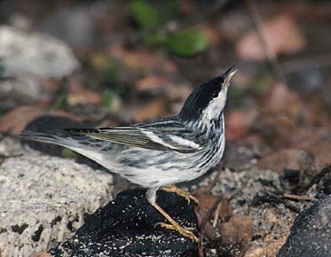 Blackpoll Warbler (Dendroica striata) photo image