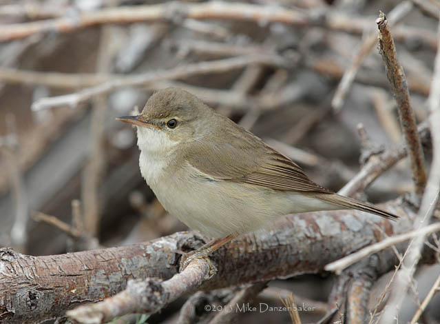 Blyth's Reed Warbler (Acrocephalus dumetorum) photo image