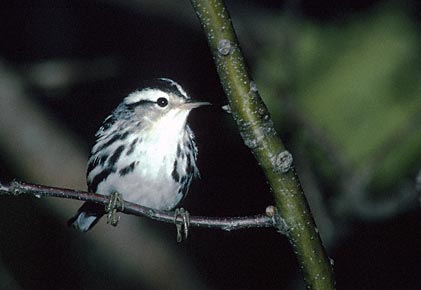 Black-and-white Warbler (Mniotilta varia) photo image
