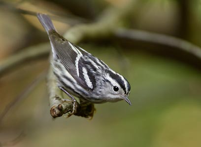 Black-and-white Warbler (Mniotilta varia) photo image