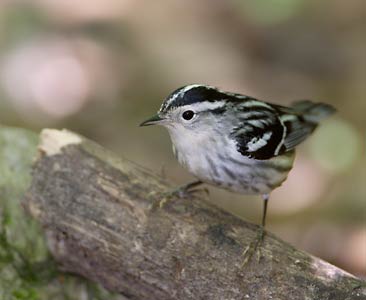 Black-and-white Warbler (Mniotilta varia) photo image