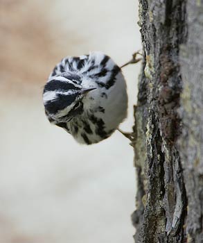 Black-and-white Warbler (Mniotilta varia) photo image