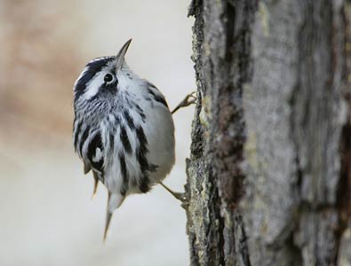 Black-and-white Warbler (Mniotilta varia) photo image