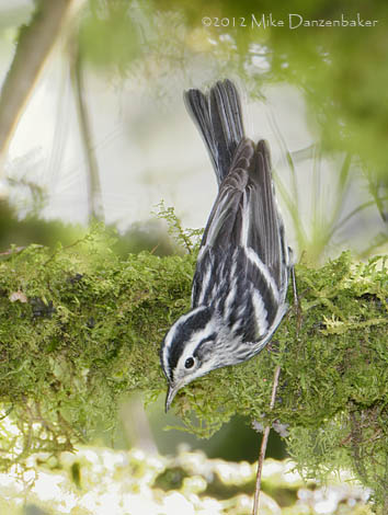 Black-and-white Warbler (Mniotilta varia) photo image