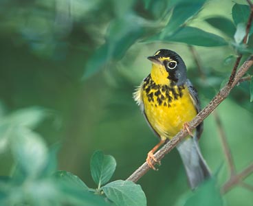 Canada Warbler (Wilsonia canadensis) photo image