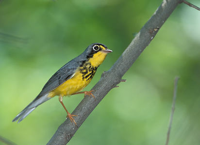 Canada Warbler (Wilsonia canadensis) photo